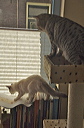 thumbnail_6