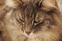 thumbnail_8