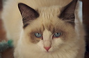 thumbnail_10