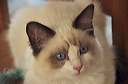 thumbnail_11