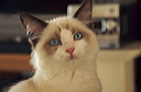thumbnail_12